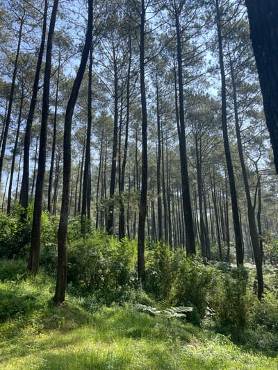 The image depicts a dense pine forest in Cikole, Indonesia, on a clear day with bright sunlight. Numerous tall, slender pine trees with dark, rough bark dominate the scene, extending vertically from the lower frame to the upper edges, where their needle-covered crowns are visible against a light blue sky. The trees are closely spaced, creating an immersive view of the forest interior. Below the tree canopy, the forest floor is covered in lush, vibrant green undergrowth, including various grasses, ferns, and dense bushy shrubs. Sunlight filters through the trees, illuminating patches of the ground with bright green highlights. No individuals, animals, or man-made objects are present in the observable scene.