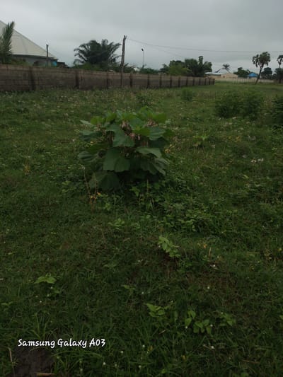 This is a full-shot, eye-level, outdoor, daytime photograph of an undeveloped plot of land with a prominent bush in the foreground. The environment appears to be Doka-Tofa, Nigeria. The bush, featuring large, dark green leaves and hints of pink flowers, is situated in the center of the frame. The ground is covered with a dense growth of grass and smaller weeds, with scattered white flowers visible. In the background, a low, grey concrete block wall stretches horizontally across the image, separating the plot from what appears to be a residential area. Beyond the wall, several buildings with light-colored walls and angled roofs are visible, along with palm trees and other vegetation. The sky is overcast with a pale grey hue, suggesting a cloudy day. The bottom left corner of the image displays a watermark that reads "Samsung Galaxy A03". There are no people or animals visible in the photograph.