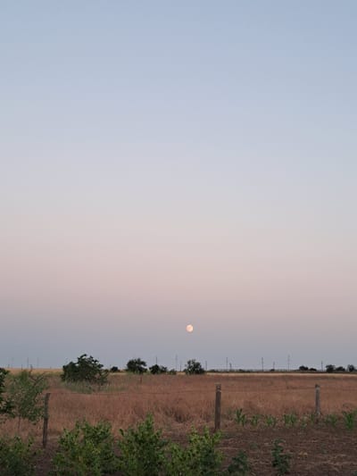 The image depicts an agricultural landscape at dusk, likely in or near the village of Vypasne, Ukraine. The sky transitions from a pale blue at the top to soft pink and orange hues near the horizon, indicating the time of day. A full moon is visible in the sky, slightly off-center to the left.

In the foreground, there is a cultivated field with rows of young plants, possibly corn. A rustic barbed-wire fence runs horizontally across the middle of the image, supported by wooden posts. Beyond the fence, a field of dry, brown grass stretches towards the horizon. Scattered trees and utility poles dot the landscape in the middle ground and distance. The overall impression is one of rural tranquility at the end of the day.