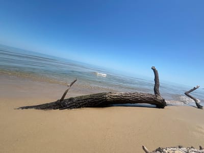 The image depicts a serene beach scene at Bliznatsi, Bulgaria, under a clear blue sky. A weathered log, partially submerged in the gentle waves of the Black Sea, lies on the sandy shore. Its bark is rough and covered in patches of green moss, suggesting it has been exposed to the elements for some time. Two bare branches extend from the log, adding to its natural, driftwood appearance. The water is calm, with small ripples reaching the shore. The sand is a light tan color, appearing smooth and undisturbed. The horizon is a sharp line between the sea and the sky, with no other objects or people visible in the frame. The overall atmosphere is tranquil and natural.