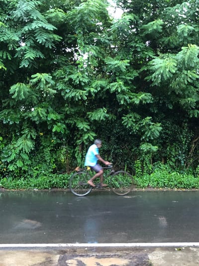 A person is cycling on a wet road next to lush green foliage. The person is wearing a bright blue shirt and dark shorts. The bicycle appears to be a road bike. The road is dark and appears to have puddles of water, suggesting it has recently rained. The foliage on the left is dense and green, with a variety of leaf shapes. The road has a white line marking the edge. The ground to the right of the road is a light brown, muddy color, also indicating wetness. The image is taken from a slight angle, looking down towards the road and person. The overall impression is one of natural beauty and activity. The time of day is unclear, but the lighting suggests it could be overcast or late afternoon. The setting appears to be rural or semi-rural, given the abundant vegetation and lack of urban structures.