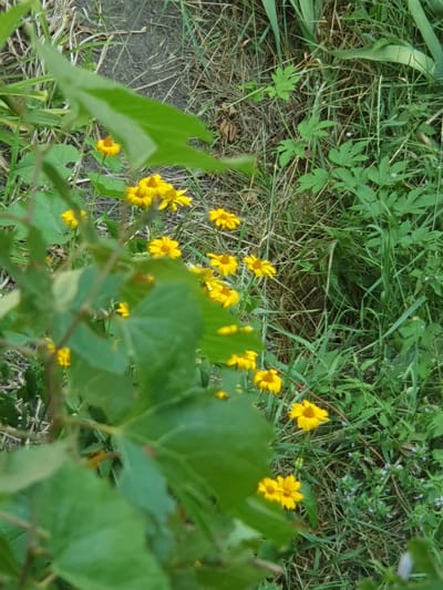 This is a photograph taken outdoors in Dubossary, Moldova. The scene depicts a cluster of small yellow flowers with dark centers, possibly Rudbeckia or a similar species, growing amongst lush green foliage and dry grass. Several of the flowers are in focus, showcasing their bright yellow petals and detailed centers. The background is a mix of dense green leaves and blades of grass, with some dry, straw-like grass visible closer to the ground. The lighting suggests it might be daytime, with natural light illuminating the flowers and surrounding vegetation. The overall impression is one of a natural, somewhat wild garden or meadow. There is no visible text in the image.