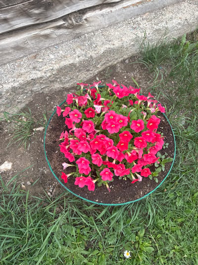 A close-up, overhead shot captures a vibrant pot of pink petunias. The flowers are in full bloom, densely packed within a circular green planter. The planter sits on dark soil, surrounded by lush green grass and a patch of rough, light-colored concrete that transitions into weathered wooden planks. The scene appears to be outdoors, possibly in a garden or yard. No people or animals are visible. The location is Yabogan, Russia.