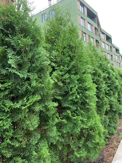 This media file captures a close-up view of lush green evergreen bushes, likely thuja or cypress, in the foreground. Their dense foliage fills most of the frame, with some branches reaching towards the viewer. In the background, a modern, multi-story building with a distinctive green facade is visible. The building has a unique architectural design with staggered sections and numerous windows. Sunlight suggests it is daytime, and the bright sky indicates fair weather. The scene appears to be outdoors, possibly in a residential or commercial area, given the building's presence and the manicured bushes. The focus is on the natural elements of the bushes juxtaposed against the man-made structure. There is no visible text in the image, and no people are present. The setting is implied to be Hostomel, Ukraine.