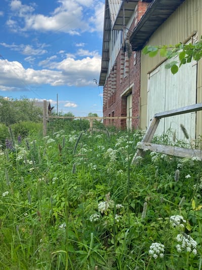 The media file shows an outdoor scene with a building, vegetation, and a sky. The building appears to be made of brick and has a wooden roof structure. Lush green vegetation, including various types of plants and white flowers, grows abundantly in the foreground and along the side of the building. A wooden frame or fence is visible amidst the plants. The sky is blue with white, puffy clouds, suggesting daytime. Power lines are also visible stretching across the sky.
The scene seems to be located in a rural or semi-rural setting, possibly a backyard or garden area adjacent to a house. The presence of the building, the wild vegetation, and the utility lines are characteristic of a residential area. The image is oriented vertically. No people or animals are visible in the frame. The overall impression is one of a natural, overgrown outdoor space on a bright day. Given the provided location context of Novyi Ural, Russia, the scene depicts a typical summer landscape in that region.