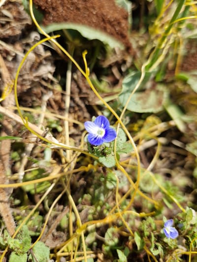 A macro photograph captures a small, delicate blue flower with white markings in its center, nestled amongst dry grass and green foliage. Thin, yellow, vine-like tendrils weave through the scene, partially obscuring the flower and its surroundings. The background is blurred, suggesting a shallow depth of field, with patches of brown earth and green leaves visible. The lighting appears natural, casting soft shadows. The scene depicts a natural outdoor environment.