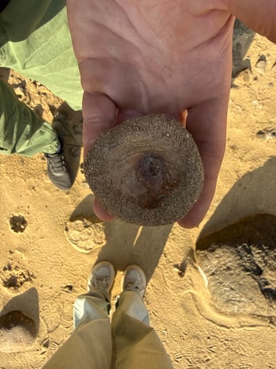 A person is holding a round, sandy-colored object in their left hand. The object appears to have a recessed center. The person is wearing green pants and dark-colored shoes. The ground is sandy, with some small rocks and footprints visible. Another person wearing light-colored pants and sneakers stands nearby. The scene is likely outdoors on a sandy surface, possibly a beach. The location, according to the instructions, is Petrakovo, Russia.