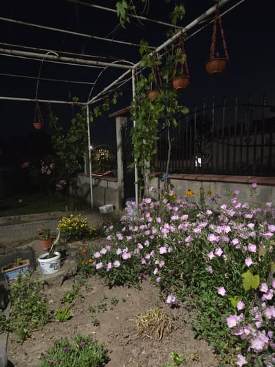 This image depicts a nighttime view of a garden in Todor Ikonomovo, Bulgaria. The garden features a metal pergola structure with grapevines growing on it. Several terracotta hanging baskets are suspended from the pergola. In the foreground, a bed of pink flowers is in bloom, with some yellow flowers and greenery interspersed. A brick pathway is visible to the left, leading into the garden. Behind the flowers, a stone wall and a decorative black metal fence can be seen. The sky is dark, indicating nighttime. There are no people visible in the image.