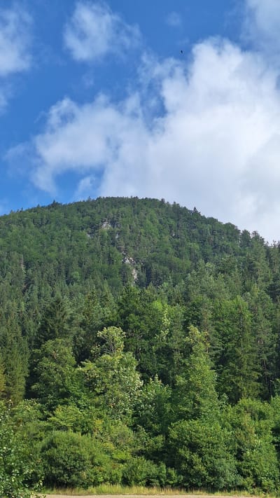 A view of a lush, green, forested mountain slope under a blue sky with scattered white clouds. A small, dark bird is visible in flight against the sky. The foreground features dense vegetation, including bushes and smaller trees, bordering a dirt path. The mountain itself is covered in a variety of trees, with some rocky outcrops visible amidst the foliage. The scene appears to be in a natural, undeveloped area. The provided coordinates place this scene in the vicinity of Amt Mitterbach, Austria, specifically in a mountainous, wooded region. There are no people or man-made structures clearly depicted in the image.