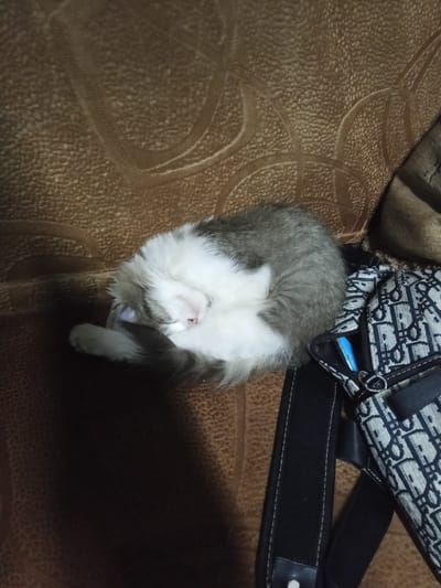 A fluffy gray and white kitten is curled up asleep on a brown couch next to a black and white patterned bag. The kitten is predominantly white with gray markings on its back and head, and it has a black tail. Its eyes are closed, and it appears to be resting peacefully, tucked into a ball with its head hidden.
The couch has a textured brown fabric with a subtle pattern. To the right of the kitten is a bag with a distinctive all-over monogram pattern in black on a white or light gray background, resembling a high-fashion brand's logo. A small blue object, possibly a pen or a small electronic device, is visible sticking out of an open pocket on the bag. The lighting suggests it is daytime, but no external windows or specific time cues are visible. The overall mood is one of quiet repose and comfort. The location context of Urus-Martan, Russia, does not provide specific visual cues within the image itself. There is no visible text on the couch or the kitten, but the bag has a repeating monogram pattern that appears to be text-based, though it is not clearly legible.