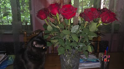 In an indoor setting, possibly a home in Il'inskiy, Russia, a black cat with bright orange eyes sits on a dark wooden table. To the right of the cat is a crystal vase filled with a bouquet of dark red roses. The roses are in various stages of bloom, with some fully open and others still partially closed. Their green leaves are lush and abundant. Behind the roses, a wooden chair with ornate carvings is visible. In the background, sheer curtains with a floral pattern hang over a window, allowing diffused natural light to enter the room and illuminate the scene. On the table to the right of the vase, a metal cup holds a collection of colored pencils and two pens, a blue one and a red one. Several books are stacked beneath the cup. The overall impression is of a still life arrangement in a domestic environment.