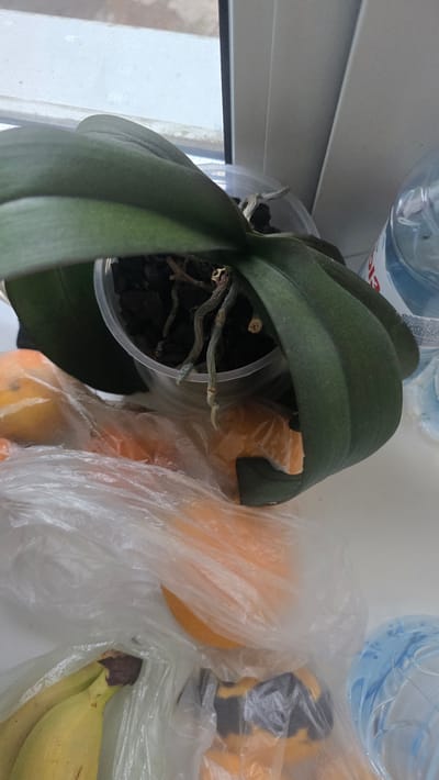 The image shows an orchid plant with dark green leaves and visible roots, in a clear plastic pot filled with dark potting mix. The pot is placed on a white surface next to a window. In front of the orchid, there are plastic bags containing fruit, including what appears to be oranges and bananas. Behind the orchid, there are plastic bottles. The scene is consistent with an indoor setting, possibly a windowsill in a residential apartment. The specific location of Ukhta, Russia, cannot be determined from the visual information provided in the image.