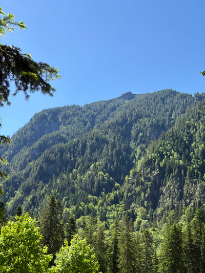 The image shows a dense, sunlit forest covering a steep mountain slope under a clear blue sky. The foreground features the branches of evergreen trees with bright green new growth. The mid-ground and background are dominated by the mountain, which is heavily forested with a variety of evergreen trees, interspersed with rocky outcrops and cliffs. The texture of the mountain is varied, with some areas appearing smoother and covered in vegetation, while others are rugged and exposed. The lighting suggests it is daytime, with sunlight illuminating the mountain from the right, creating areas of shadow and highlight that emphasize the terrain's contours. The image was taken from a lower vantage point, looking up towards the mountain peak. This scene is characteristic of the natural landscape found in the vicinity of Govedartsi, Bulgaria, a village nestled within the Rila Mountains, known for its extensive forests and mountainous terrain.