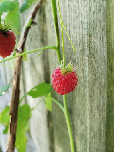 A close-up, eye-level shot captures a ripe, red raspberry hanging from a green stem. The raspberry is in sharp focus, showcasing its textured surface formed by numerous drupelets. Behind the berry and its stem, a weathered wooden fence provides a textured, neutral background. To the left, another raspberry is partially visible, slightly out of focus. The scene is set outdoors, likely in a garden or natural setting. The lighting suggests it is daytime, with sunlight highlighting the raspberry. The location is the village of Shoy-Shudumary, Russia.