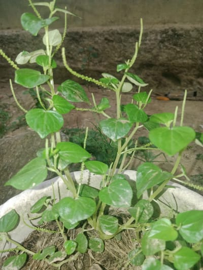 A potted plant, identified as *Piper sarmentosum*, commonly known as Kadok or Wild Pepper, is the central subject of the image. The plant exhibits lush green, heart-shaped leaves with prominent veins. Slender, spike-like inflorescences, also green, extend upwards from the stems, some topped with tiny, developing flower buds. The plant is situated in a light-colored, circular pot containing dry, fibrous soil and some dead plant matter. The background consists of a rough, textured wall with a grayish-brown hue, indicative of outdoor or semi-outdoor conditions. Hints of dry vegetation and a rock can be seen behind the pot. The lighting suggests an overcast day or diffused light, creating soft shadows. The overall scene is static, with no human presence or activity observed. The image is likely taken in Meunasah Asahan, a village within the Meunasah Aceh administrative division of the Nisam Antara subdistrict, in North Aceh Regency, Aceh province, Indonesia.