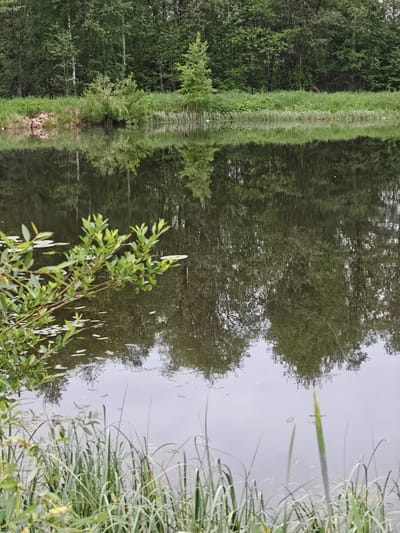 A tranquil pond reflects a dense green forest along its edge, suggesting a rural or semi-rural location, possibly in Kharnavy, Russia, although there is nothing in the image to confirm its location. Reeds and other vegetation line the foreground and lower parts of the view. A single red and white fishing bobber is seen on the water’s surface. The reflections of the trees are clear, disturbed only by slight ripples, creating a mirrored image of the forest. A branch with small leaves extends into the frame from the left, near the water’s edge. The pond appears still and undisturbed.