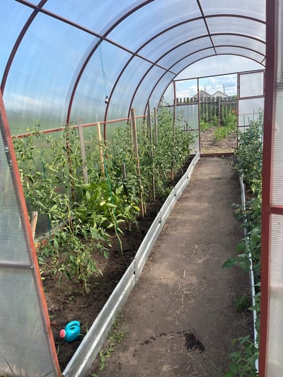 The media file shows the interior of a greenhouse. The structure is made of a metal frame and covered with translucent plastic panels. Inside, rows of tomato plants are growing in the soil. The plants are tall and leafy, with some small green tomatoes visible. Wooden stakes and green twine are used to support the plants. A dirt path runs through the greenhouse, separating the rows of plants.
In the foreground, a blue watering can with a pink nozzle is resting on the ground. In the background, a wooden fence and some vegetation are visible through the greenhouse panels, suggesting the greenhouse is located in a rural or garden setting. The sky is visible through the translucent roof, and it appears to be a bright day with some clouds. The overall impression is one of a thriving garden, likely in a temperate climate during the growing season. The image depicts a scene of agricultural activity and plant cultivation within a controlled environment. There is no visible text in the image.