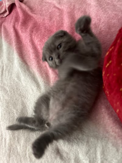 A blurry, overhead shot shows a grey kitten lying on its back on a textured pink and white blanket. The kitten's front paws are raised in the air, and its body is contorted as if playing or stretching. A portion of a red object with yellow spots is visible on the right side of the frame. The image was taken indoors, likely in a residential setting. There are no people visible in the image. There is no information in the image to indicate its location in the city of Vitsebsk, Belarus.
