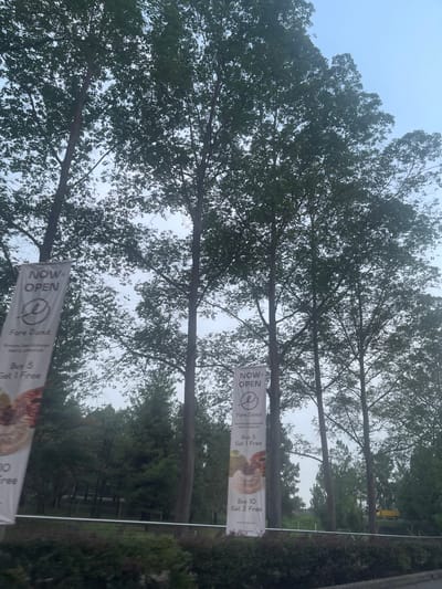 The image captures a street view in South Tangerang, Indonesia, dominated by tall trees with dense foliage against a cloudy sky. Two vertical banners are prominently displayed, hanging from trees on the left and right sides of the frame. The banner on the left reads "NOW OPEN," followed by the logo for "Fore Donut" and a promotion that states "Buy 5 Get 1 Free." The banner on the right also displays "NOW OPEN" and "Fore Donut," with the same promotion. Below the banners, a low hedge runs horizontally across the bottom of the image. In the background, a dense forest of evergreen trees is visible, with a glimpse of what appears to be a road or infrastructure beyond. A yellow vehicle is partially visible in the far background. The overall impression is an outdoor commercial setting, likely near a road, with a focus on a newly opened donut shop.
