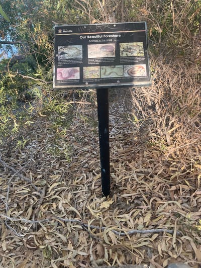 The image depicts an informational sign located within a natural bushland environment on the foreshore in Applecross, a suburb within the City of Melville, Western Australia. The central subject is a black, rectangular outdoor sign titled "Our Beautiful Foreshore" and "Animals in the area," mounted on a single black metal post anchored into the ground. The sign displays the City of Melville logo in the upper left corner and features six photographic panels illustrating local fauna, including a Motorbike Frog, Long-necked Turtle, Moaning Frog, Marbled Geckos, Tiger Snakes, and Dugites, each with a brief descriptive text.
The sign exhibits minor scuffs or marks, particularly along its upper edge, and white marks are present on the black post. The immediate surroundings consist of dense, dry-looking native Australian scrub with predominantly thin-leafed foliage and tangled branches. The ground is completely covered by a thick layer of dry, elongated, light-brown leaves and scattered small twigs, indicating a dry, natural environment. No individuals or animals are present in the scene. The lighting suggests natural daylight conditions.