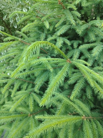 The image is a close-up, eye-level, full-frame shot of dense, vibrant green spruce branches. The needles are small and sharp, densely packed along the branches, which are a reddish-brown color. The lighting is natural and diffused, creating soft shadows and highlighting the texture of the foliage. In the upper left corner, there are hints of lighter green and white variegated leaves of another plant, possibly a shrub, blurred in the background. The overall impression is one of lush, natural growth. The image does not contain any people, actions, or interactions. The scene is of a natural element found in an outdoor environment, which could be a park, garden, or forest. No specific location in Kolomyia, Ukraine, can be identified from the image itself.