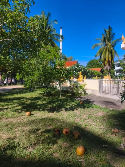 The image depicts a sunny outdoor scene at a Buddhist temple complex in the city of Tong Yang, Thailand. In the foreground, several coconuts lie scattered on a grassy lawn, some appearing dried and weathered. Lush green trees provide partial shade, casting dappled shadows across the ground. In the middle ground, a white platform is adorned with several golden Buddha statues, and flowering plants with white blooms are visible. Behind this, a building with a reddish-orange tiled roof is partially visible. Further in the background, a tall, white cylindrical structure, possibly a crematorium chimney, stands against a clear blue sky, alongside several palm trees. A metal gate with decorative circular elements is also present. The overall impression is one of a tranquil temple environment.