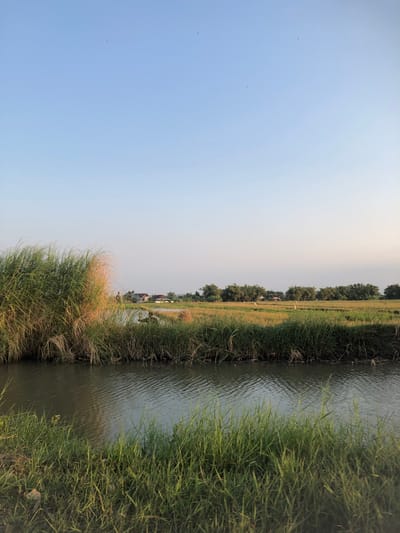 The image captures a serene rural landscape in Keboguyang, Indonesia, under a clear, pale blue sky. In the foreground, a narrow body of water runs horizontally across the frame, with its surface reflecting the sky and surrounding vegetation. Dense, tall green grass lines the banks of the water, with a cluster of dry, golden-hued grass appearing on the left. Beyond the water, a field of golden-yellow crops stretches into the middle ground. Several white birds are visible scattered across this field. A line of trees forms a natural boundary at the horizon. A few houses with red roofs are nestled among the trees, suggesting a small village or settlement. A figure, possibly a fisherman, is partially obscured by the tall grass on the right side of the water, holding what appears to be a fishing rod. The overall scene evokes a peaceful, pastoral atmosphere.