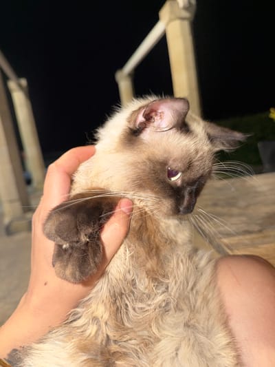 A Siamese cat, held by a person's hands, is captured in a close-up outdoor shot. The cat, with its characteristic cream-colored fur and darker points on its face and paws, looks to the right. Its eyes, a striking blue, are slightly dilated, reflecting the ambient light. The cat's fur appears somewhat disheveled, perhaps due to humidity or recent activity. The person's hand is visible supporting the cat's body and paw.

The background suggests a night setting with a dark sky and the blurred forms of outdoor structures, possibly a porch or patio with pillars. The surface beneath the cat appears to be made of wood planks, common in outdoor seating areas or decks. The presence of what appears to be a tattoo on the person's arm, a dark mark on the skin, adds a detail of the human subject.

This scene is located in Carpignano Salentino, Italy.