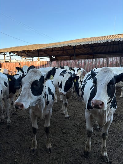 In Samuilovo, Bulgaria, a group of black and white Holstein Friesian cows are gathered in a muddy outdoor enclosure. The cows are standing on dirt and mud, with a large, covered structure providing shelter behind them. The structure has a corrugated metal roof supported by wooden beams. In the background, a red wooden fence is visible, and beyond that, a clear blue sky. Some of the cows have yellow ear tags for identification. The scene is likely a farm or livestock holding area.
