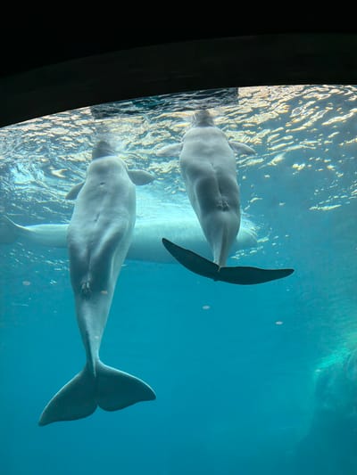 The image depicts two beluga whales swimming in a tank at the Georgia Aquarium in Atlanta, United States. The whales appear pale gray in color, and one is positioned directly above the other. The tank is filled with clear blue water, with surface ripples visible near the top left corner of the frame. The image is taken from a viewpoint looking up through the glass of the tank. A dark, undefined area is located at the left edge of the frame, likely the edge of the viewing area.
