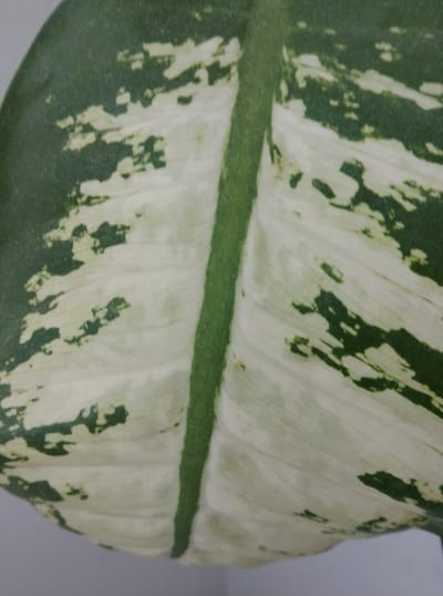 A close-up, overhead shot of a large, variegated leaf displays a central, prominent green vein running vertically down the image. The leaf is predominantly white with irregular patches of dark green scattered across its surface, creating a marbled or speckled pattern. The leaf's surface exhibits visible veins and texture. The background is a plain, light gray. The image captures a detail of the flora present in the city of Wedel, Germany, likely from a garden, park, or indoor plant setting.