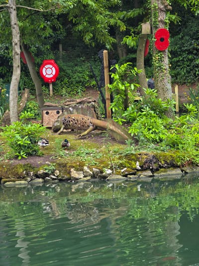 This detailed image depicts a verdant outdoor scene along a body of water in Connah's Quay, United Kingdom. In the foreground, a calm, dark green body of water shows reflections of the bank and overhead foliage. The water meets a raised bank covered in moss, various rocks, and dense green vegetation.
On the bank, two ducks are observed: a male Mallard with a green head faces right, while another duck, partially obscured, faces left. Behind the ducks, a light-colored wooden structure resembling an animal shelter, featuring two circular openings and a small rectangular vent, rests on the ground. Adjacent to this, a large, weathered, lizard-like sculpture, metallic or rusted, with numerous circular perforations across its body, extends towards the water from behind the wooden structure.
Several trees populate the scene. A slender tree with light-colored bark stands on the left. Attached to a wooden post positioned behind this tree is a red, circular lifebuoy station with white markings and instructions. To the right, a thicker tree trunk, heavily covered in ivy, bears a prominent, flat, red poppy decoration with a black center. In the background, between the trees, a person wearing a dark jacket is partially visible sitting on a wooden bench. The entire area is rich with diverse green foliage, including bushes, ivy, and tree canopies, with scattered yellow wildflowers visible in the peripheral areas.