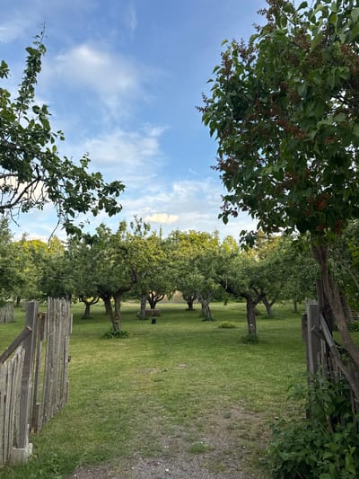The image depicts an orchard with mature trees and a wooden fence in the foreground. The trees have full green foliage, and some appear to be fruit-bearing, with small clusters of brown seed pods visible. The ground is covered in lush green grass, with a gravel path leading into the orchard. The sky is blue with scattered white clouds, suggesting pleasant weather. The overall scene evokes a peaceful, natural setting, likely in a rural or semi-rural area. Without additional context, it is impossible to determine the specific location in Stockholm, Sweden.