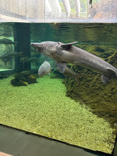The image captures an interior view of a freshwater aquarium exhibit, situated in Mora, Portugal. A large, grey sturgeon with distinct barbels is prominently featured in the upper right, swimming horizontally towards the left. Below the sturgeon, a rounded, greyish fish, likely a carp, is visible, alongside another elongated grey fish positioned slightly behind and beneath the sturgeon. In the background, on the left side of the tank, several additional medium-sized fish are seen swimming near a transparent panel. The tank floor consists of light green to yellowish-green gravel. A dark, algae-covered rock formation extends along the right side of the tank, while a smaller cluster of dark rocks rests on the gravel bed towards the left. The water is clear. The surface of the water, spanning the top of the image, reflects an overhead structure with white elements and natural light. The bottom edge of the aquarium's viewing panel is visible in the foreground. No human subjects are present in the scene.