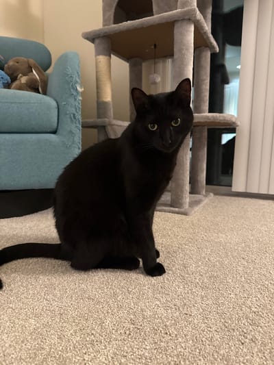 A black cat with yellow eyes is lying on a carpeted floor, next to a blue pet bed and a grey cat tree. The cat is looking directly at the camera with its head tilted. The cat tree has multiple levels and scratching posts. A stuffed brown bunny is visible on the pet bed. The scene appears to be indoors, with a window and blinds visible in the background. The lighting suggests it could be daytime.