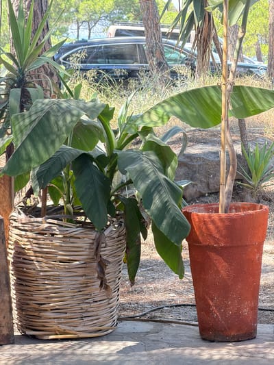 The image depicts an outdoor scene in Sithonia, Greece. The primary subjects are two potted plants. One plant has large, dark green leaves and is housed in a woven basket planter. The other plant, visible in the background, is smaller with spiky, light green leaves. A large, terracotta pot, possibly for another plant, is also present. A thin, bamboo-like pole extends diagonally across the frame, appearing to support one of the plants.
In the background, a vehicle, likely a van or SUV, is partially visible. The surrounding environment suggests a dry, arid climate, with sparse, dry vegetation and sandy or dusty ground. Pine trees are also present in the background, their needles and branches creating a dappled light effect. The lighting indicates it is daytime, with sunlight casting shadows, suggesting it could be late morning or afternoon. The scene has a casual, natural feel, possibly a garden or a yard setting. There is no visible text in the image.
