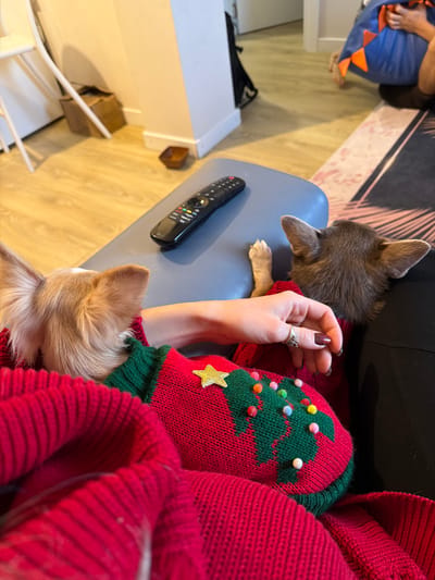 In an indoor residential setting in Kuti, Montenegro, a close-up overhead view captures a person and two small dogs. A person's right arm and hand are visible in the center, with dark red painted fingernails and a silver-toned ring on the fourth finger. The person wears a red knitted garment, possibly a sweater, featuring a green Christmas tree design adorned with a gold glitter star at the top and several small, multi-colored spherical pom-poms (pink, green, yellow, white, blue) acting as ornaments.
To the left, the back of a light brown, smooth-furred Chihuahua-type dog's head and pointed ears is visible. To the right, the back of a darker brown/grey Chihuahua-type dog's head and pointed ears is seen, with its right front paw resting on a blue-grey upholstered surface. A black LG-branded television remote control lies on this same blue-grey surface, which appears to be part of a sofa or cushion.
The background reveals light-colored wooden plank flooring. On the far left, a white tubular chair leg is present. Against a white wall with a white baseboard, a small brown cardboard box and a small dark brown wooden bowl are visible on the floor. To the right, a dark rug with lighter, abstract patterns partially covers the floor. In the far right background, part of a blue and orange fabric object, possibly a bag or soft structure, is visible, beneath which a bare human foot can be discerned. The scene suggests a relaxed, casual interaction between the person and the dogs.