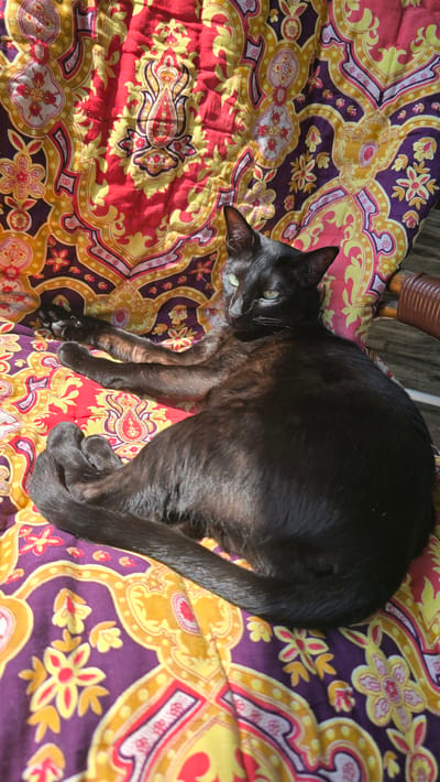 A black cat with green eyes lies stretched out on a colorful, patterned cushion in a sunlit outdoor setting. The cushion is adorned with a vibrant paisley and floral design in shades of red, yellow, and purple. The cat's fur is sleek and reflects the sunlight. The background is slightly out of focus, but appears to be a wooden chair or furniture. The scene suggests a relaxed moment, possibly in a backyard or patio. The specific location in the city of Malaya Belonosova, Russia cannot be determined from the visual information provided.