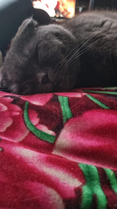 A close-up, eye-level shot shows a sleeping grey cat on a vibrant pink blanket with green stripes. The cat's eyes are closed, and its head is resting on the blanket. The blanket has a floral pattern with large pink and white flowers and green stems. In the blurred background, a television screen displays an image. This image was captured indoors, likely in a residential setting in Vysokoe, Russia.