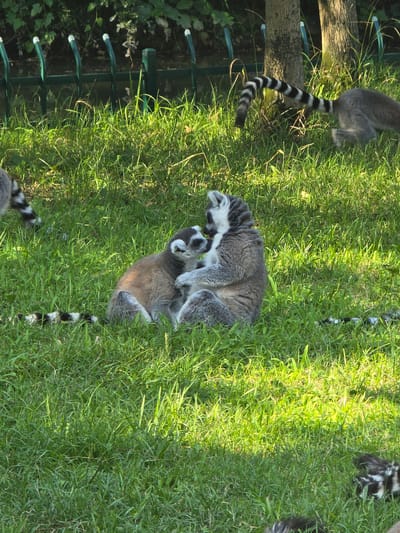 Two ring-tailed lemurs are in a grassy enclosure, with a green fence in the background and trees beyond. The larger lemur is sitting upright, facing left, with its arms wrapped around a smaller lemur that is nestled against its chest. The smaller lemur is facing towards the larger one, with its head tilted up. The lemurs have distinctive black and white rings on their tails. In the background, another lemur with a striped tail is visible walking to the right. The sun is casting dappled light on the grass. The location is the Fuyang Zoo in Fuyang, China.