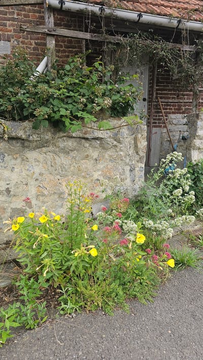 A close-up, eye-level shot captures a weathered stone wall in Boussu-lez-Walcourt, Belgium, adorned with wild flora. Overgrown blackberry bushes with developing fruit and small white blossoms spill over the top of the wall, with vines climbing the brick building behind. At the base of the wall, a profusion of wildflowers, including bright yellow evening primrose, delicate pink clusters, and fluffy white blossoms, blooms amidst lush green foliage. A grey asphalt path runs along the foreground, with scattered dry twigs and leaves. The scene evokes a sense of untamed nature reclaiming a rustic, possibly abandoned, structure.