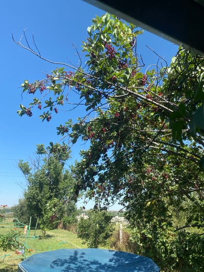 A bright, sunny day is depicted in this outdoor scene, likely in a rural or suburban area near Жалпақсай, Kazakhstan. The foreground is dominated by the top of a dark blue, tarp-covered object, casting dappled shadows on its surface. Beyond this, a lush green lawn is visible, with several trees and bushes. One tree in the mid-ground has vibrant red berries hanging from its branches, interspersed with green leaves. A light green metal structure, possibly a garden frame or swing set, is present on the left side of the image, with some orange flowers blooming nearby. In the background, more trees and vegetation are seen, along with a hint of distant hills and possibly some light poles. The sky is a clear, brilliant blue. The perspective suggests the photo was taken from an elevated position, looking outwards through foliage and framed by a dark, overhead structure.