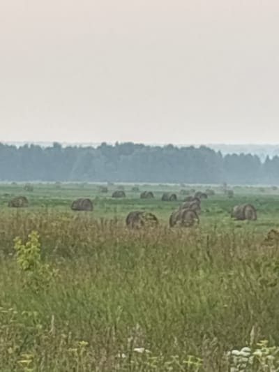 The image depicts a rural landscape in Staryi Poros, Russia, featuring a vast field dotted with numerous round hay bales. The field is covered in green grass, and a dense line of trees forms the horizon in the background, partially obscured by a light haze. The sky is overcast and light gray, contributing to a muted and diffused lighting condition. The overall impression is one of a harvested agricultural area under a subdued sky.