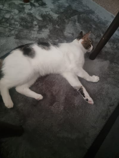 A calico cat is lying on a gray carpet. The cat is predominantly white with patches of black and brown. Its head is turned to the right, and its body is stretched out. The cat's paws are visible, with some showing pink pads. Part of a dark brown wooden table leg is visible to the right of the cat, casting a shadow on the carpet. The image appears to be taken indoors. There is no information available to determine the location in the city of Carlisle, United Kingdom.