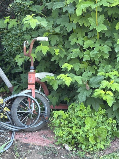 An old, rusty red tricycle is leaning against a dense growth of vibrant green foliage in an outdoor setting. The tricycle has a white seat and handlebars. The front wheel of the tricycle is visible, along with a thick, coiled cable resting on the ground and around the wheel. The ground appears to be a reddish-pink paved surface with some dirt and small rocks. The foliage consists of large, broad leaves and smaller clover-like plants. The scene is located in Town of Southold, United States of America.