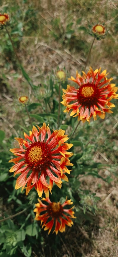 In an outdoor, natural setting, possibly a park or field in Lipetsk, Russia, two bright orange and yellow flowers, likely Indian blankets, are in sharp focus. The flower in the foreground, slightly to the left, exhibits a dark red center with yellow stamens, surrounded by petals that transition from red at the base to yellow at the tips. The second flower, positioned higher and to the right, shares similar coloration and petal structure, though it is slightly less detailed. Several other flower buds, in various stages of development and appearing to be the same species, are scattered throughout the background. The ground is covered with dry grass and some green foliage, suggesting a warm season. The overall impression is one of natural beauty and flora.