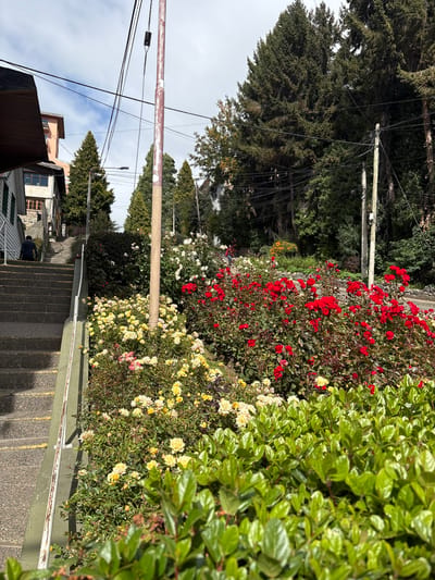 The image depicts a descending stairway lined with vibrant flowerbeds in San Carlos de Bariloche, Argentina. The flowerbeds feature red, white, and yellow roses, along with leafy green bushes. Tall trees and utility poles with electrical wires frame the view on either side. A few buildings are visible in the background. The stairs are made of gray stone or concrete. A person is sitting on the steps. The sky is overcast.