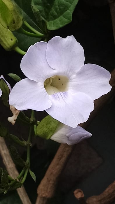 A close-up captures a light purple flower in full bloom, contrasting with a bud ready to open. The flower's center exhibits yellow and faint purple details. Dark green leaves surround the flower, while a brown branch frames the background. The contrast between the flower and the dark backdrop emphasizes its delicate beauty. The composition focuses on the flower and its immediate environment.
