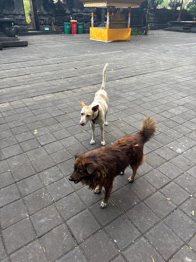 This image depicts two dogs in an outdoor paved area. The dog in the foreground is a medium-sized, brown, shaggy-haired dog with a bushy tail. It is facing to the right with its head turned towards the left, appearing to be looking at something or someone off-camera. The dog in the background is a lighter-colored, slender dog with white and brown markings. It is standing and facing left with its tongue slightly out. Behind the dogs, there is a paved courtyard with a stone structure on the left and a yellow and gold decorative canopy or shrine in the background. Three trash cans (two green, one red) are visible near the stone structure. The environment appears to be a public space, possibly a temple or historical site, given the architecture and the presence of the decorative structure. The ground is paved with square stone tiles. The location is identified as Dawan, Indonesia.