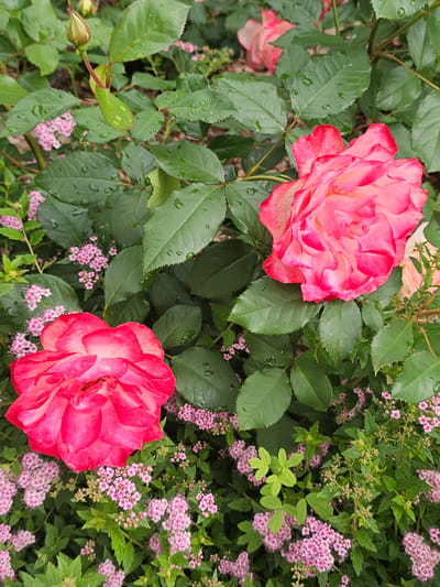 The image shows a close-up view of pink roses and small pink flowers in a garden setting, likely in the city of Berezka SNT (Krasnogorsky district), Russia. Two large, vibrant pink roses with ruffled petals are prominent in the foreground and mid-ground. The roses exhibit a gradient of color, with deeper pink at the edges and lighter pink or white towards the center. Numerous small clusters of delicate pink flowers are scattered throughout the scene, intermingled with lush green rose leaves. Many of the leaves and petals are dotted with water droplets, suggesting recent rain or watering. The overall impression is one of a well-maintained garden in bloom, with a focus on the textures and colors of the flowers and foliage. There are no people or animals visible in the image.